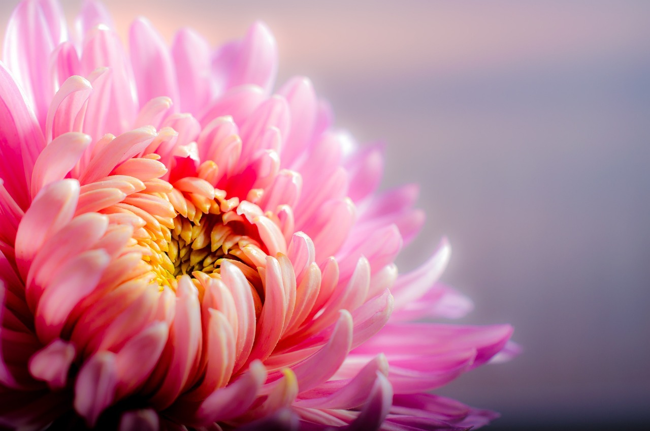 flower, chrysanthemum, petals