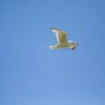 A seagull soars gracefully against a clear blue sky in Poole, England, showcasing freedom and nature.