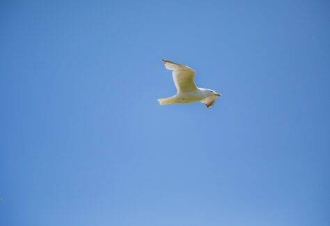 A seagull soars gracefully against a clear blue sky in Poole, England, showcasing freedom and nature.