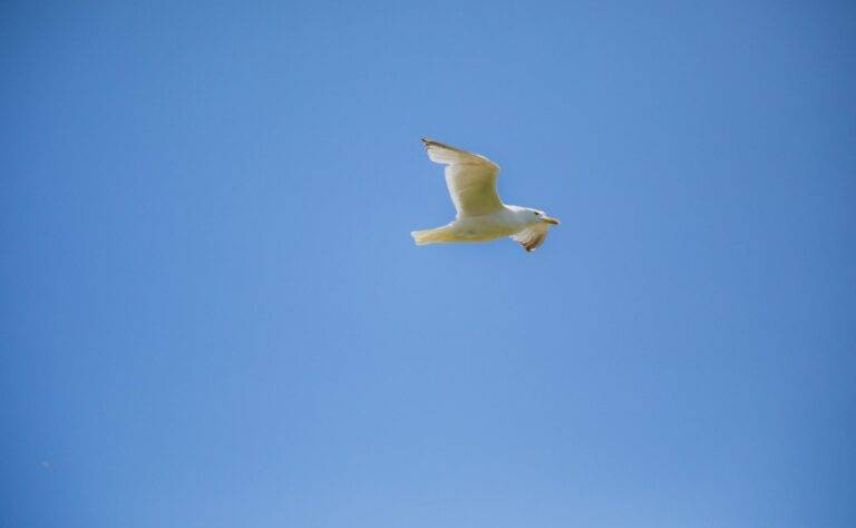 A seagull soars gracefully against a clear blue sky in Poole, England, showcasing freedom and nature.