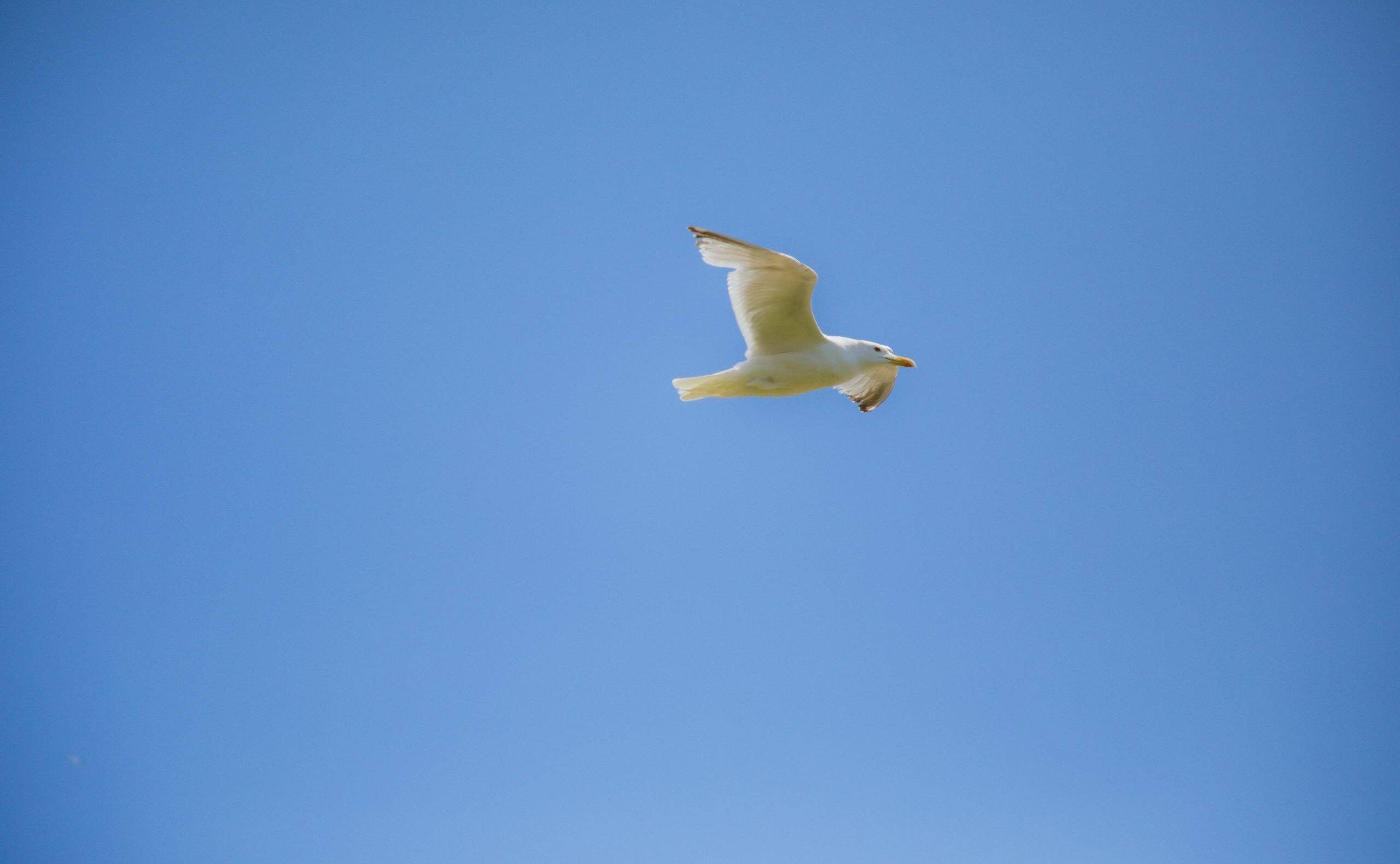 A seagull soars gracefully against a clear blue sky in Poole, England, showcasing freedom and nature.