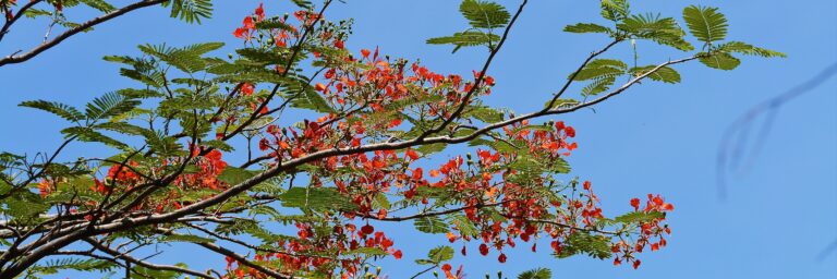 Einführung in den Diamond Approach