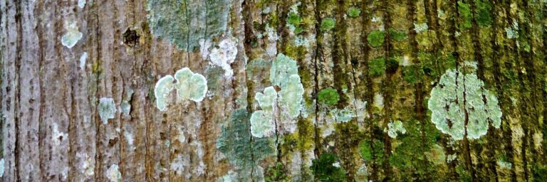 Einführung in den Diamond Approach