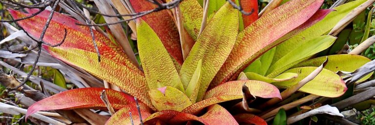 Einführung in den Diamond Approach